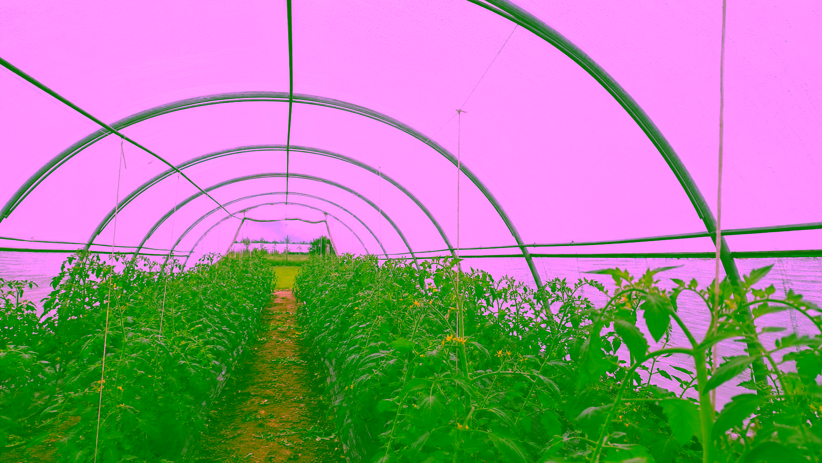 Serre agricole de production avec bâche anti-goutte et cultures sous abri