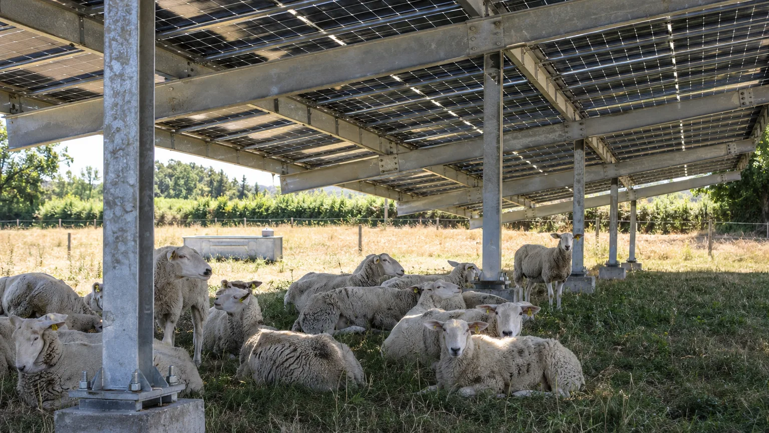 Brebis à l'ombre sous une ombrière photovoltaïque agricole en acier galvanisé dans une prairie