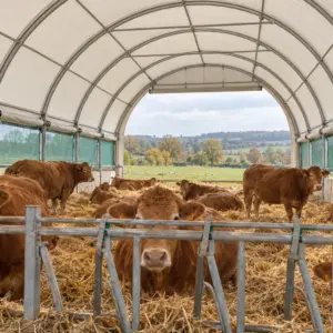 Vaches limousines sur paille dans un tunnel d'élevage aux côtés relevés et filet brise-vent