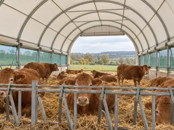 Vaches limousines sur paille dans un tunnel d'élevage aux côtés relevés et filet brise-vent