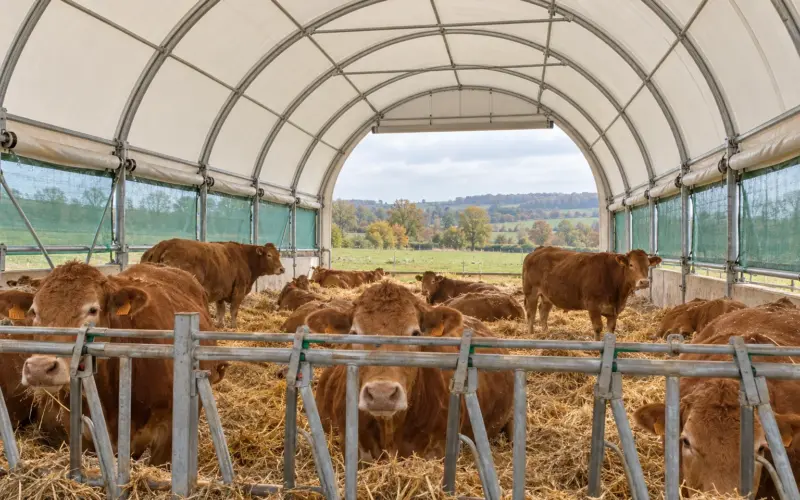 Vaches limousines sur paille dans un tunnel d'élevage aux côtés relevés et filet brise-vent